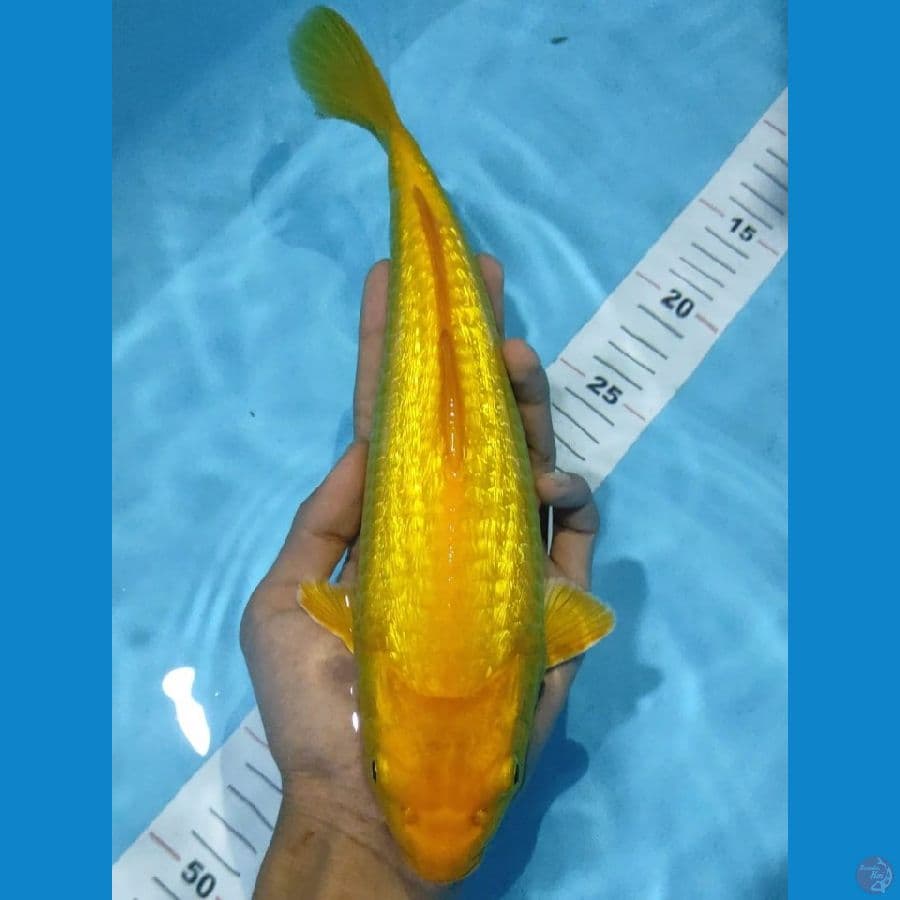 kingirin C SQ 27 cm