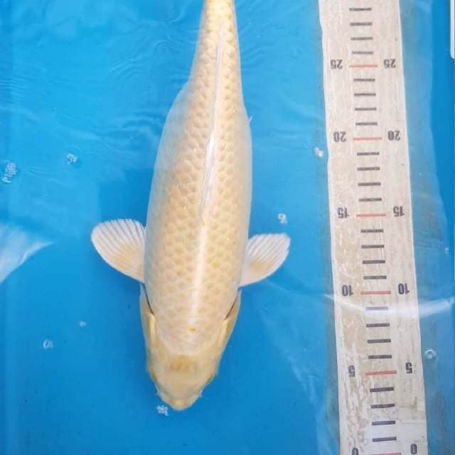 Yamabuki Ogon jumbo