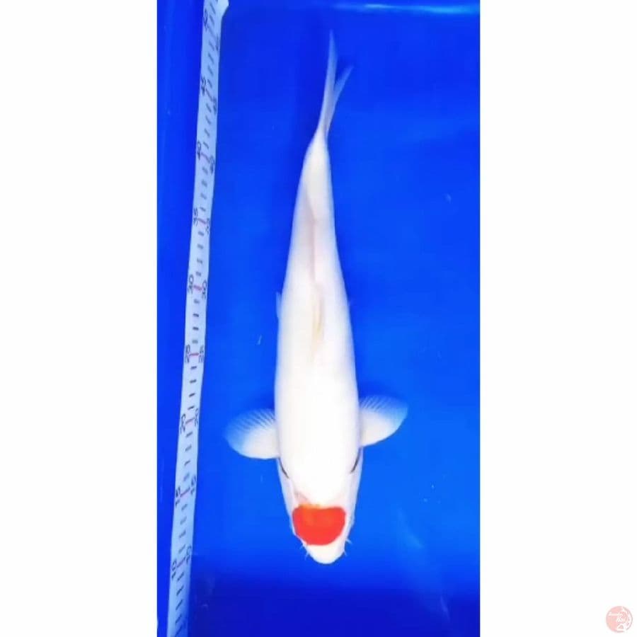 tanho kohaku