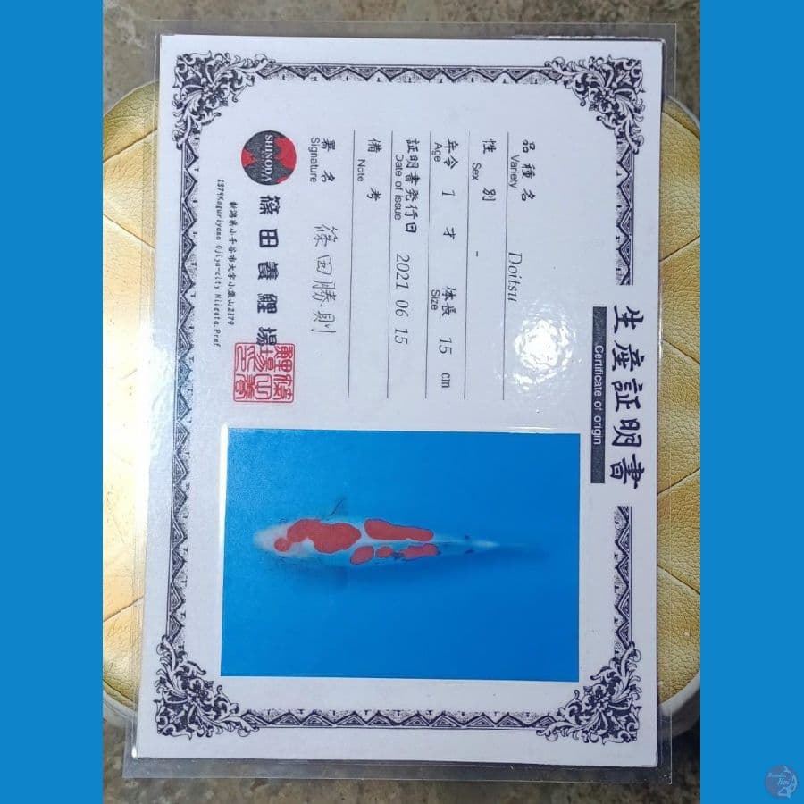 Sanke Doitsu Serti Sinoda 35cm