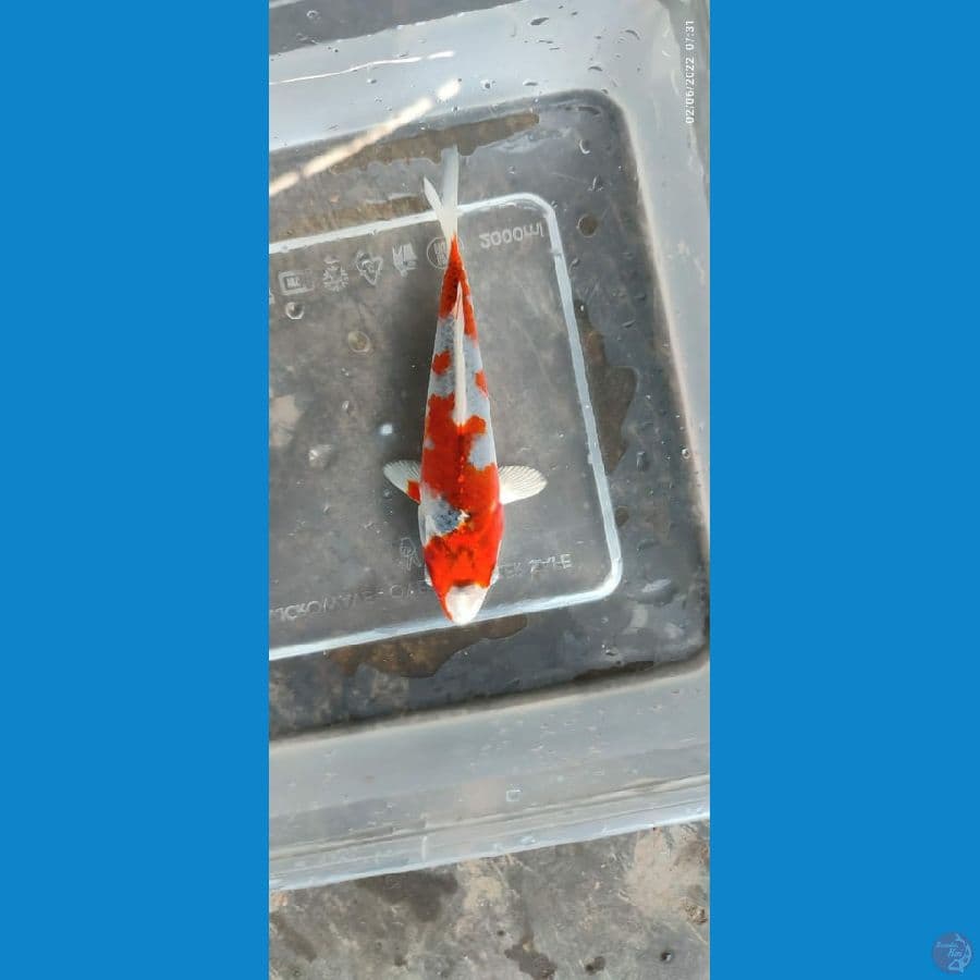 kujaku gingga SQ size 12cm