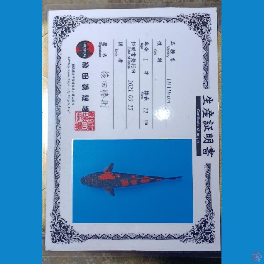 Hi Utsuri Serti Sinoda Farm 32cm