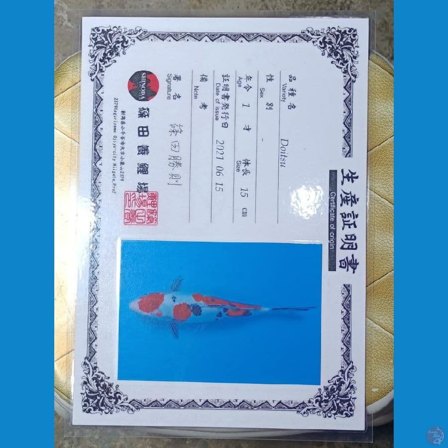Sanke Doitsu Serti Sinoda Fram 37cm