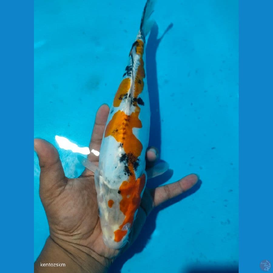kiko 30cm