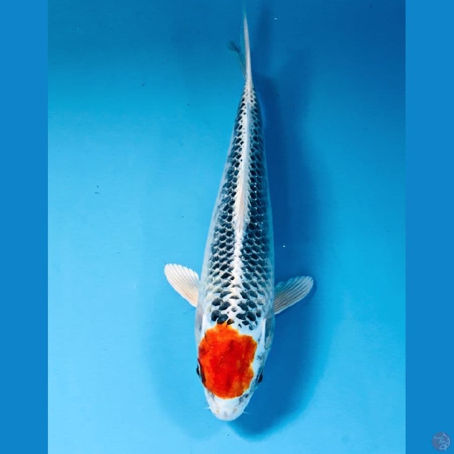 tancho kujaku 20 cm