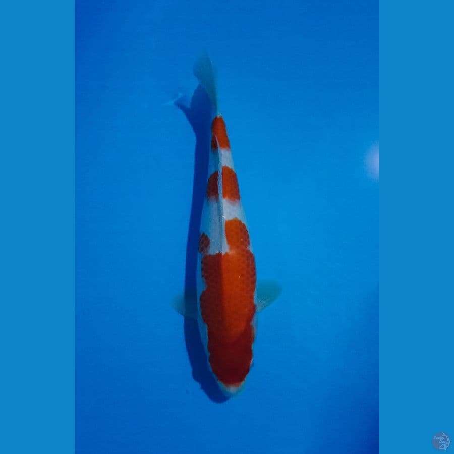 kohaku 3 step 33 cm
