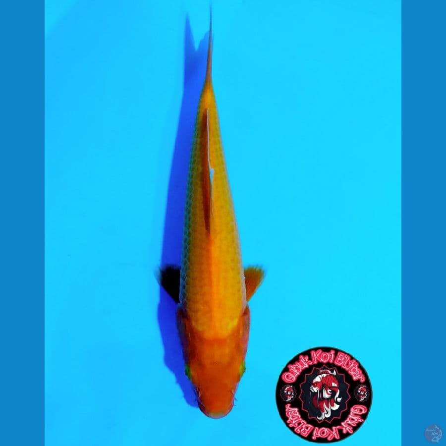 SEISEKI 6 ~ Red Karasi halus