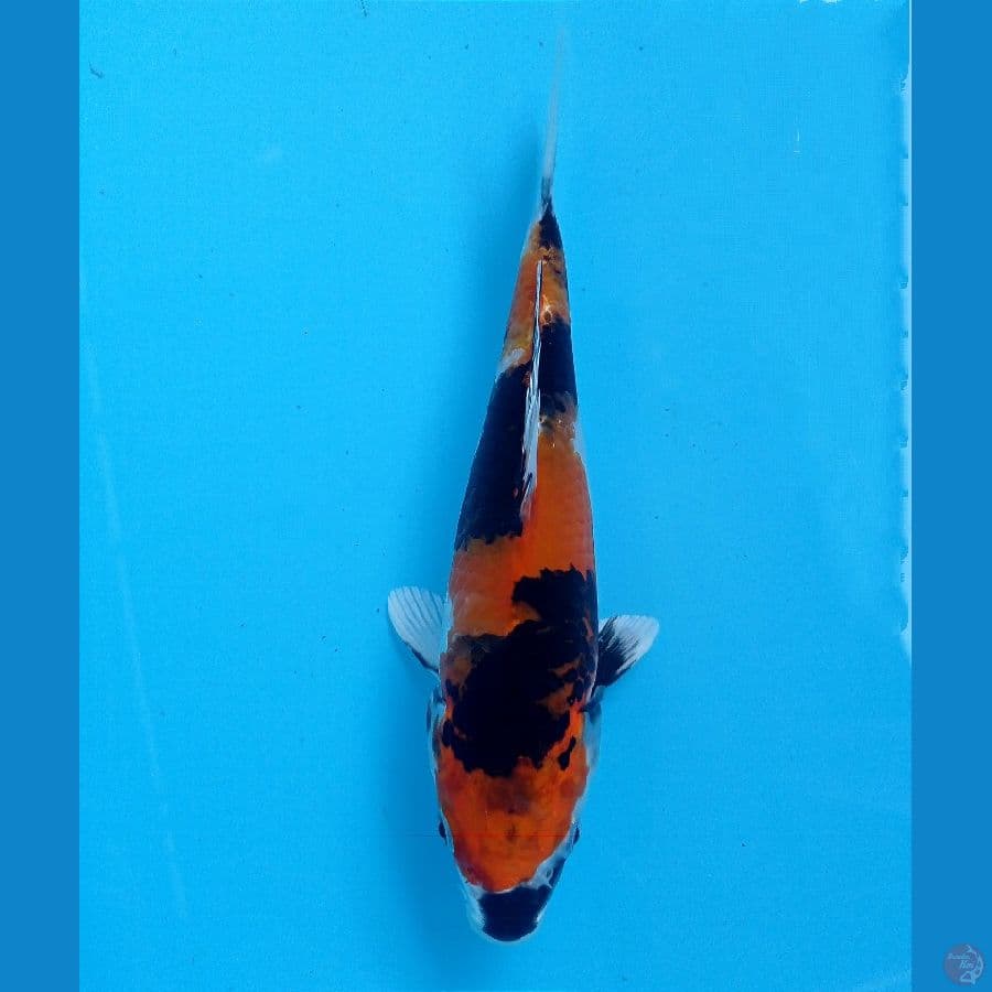 showa hikari 20cm