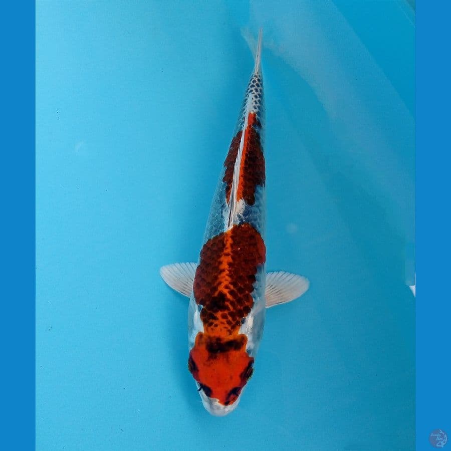 kujaku 24 cm