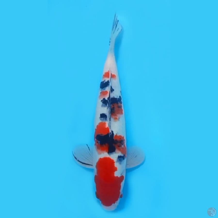 SANKE HQ ~27CM/MALE~
