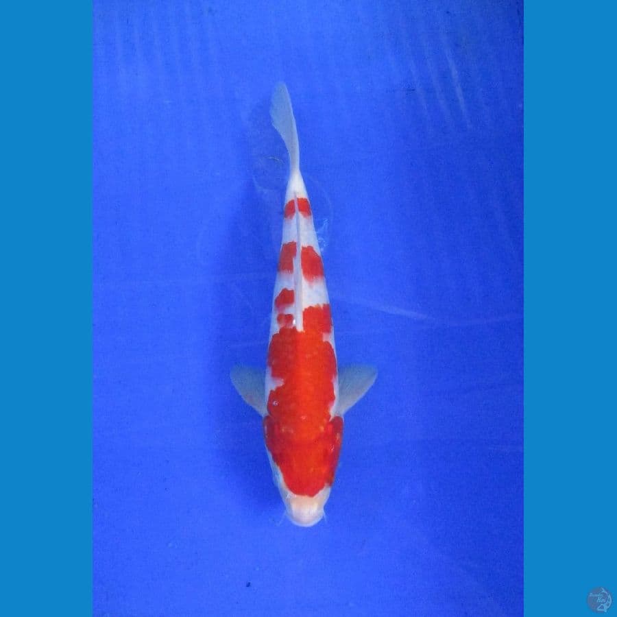 kohaku ±29cm