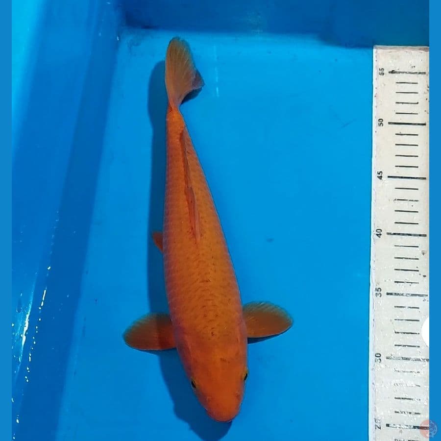 CARAMEL CHAGOI 32 CM