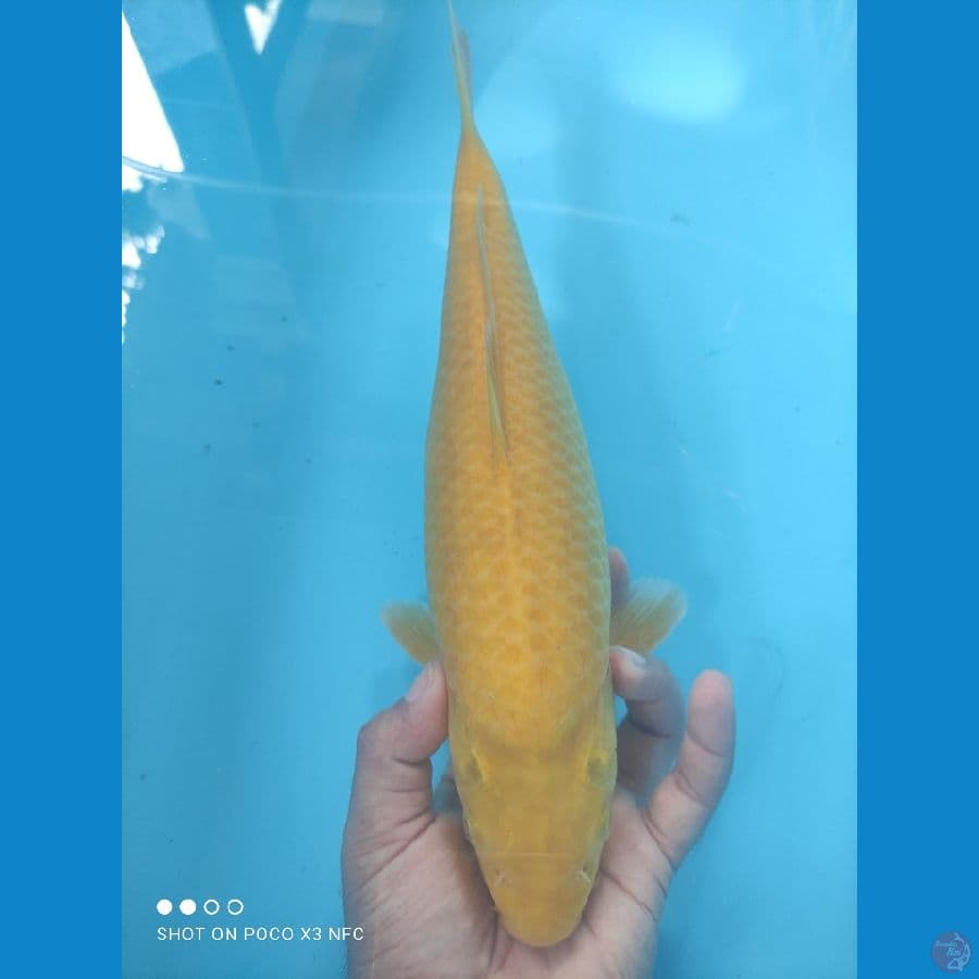 KARASHI 32CM FEMALE