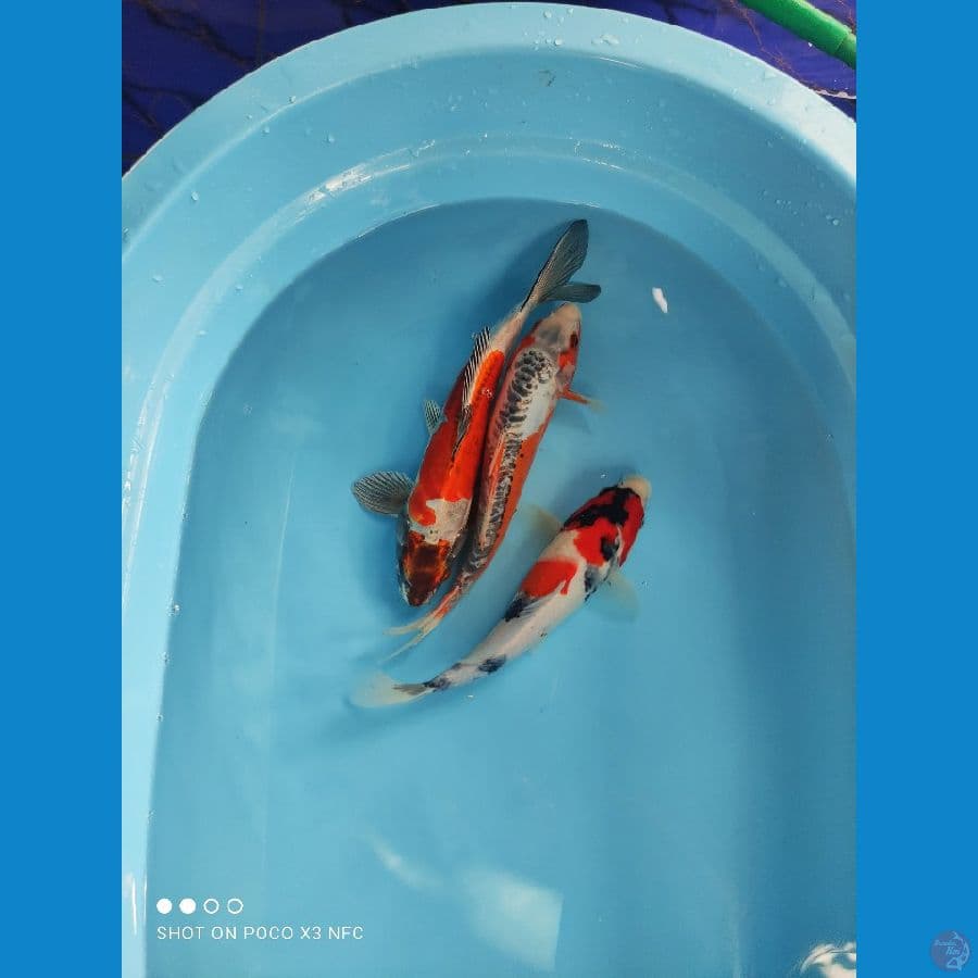 28-30cm
