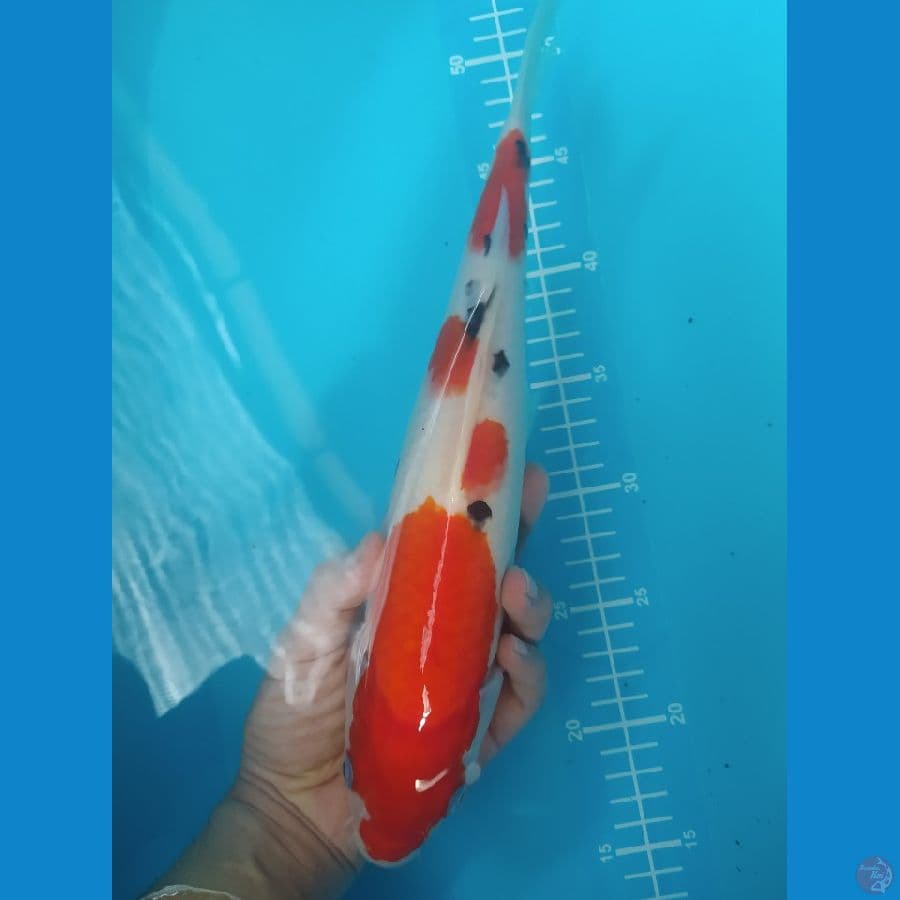 sanke calon jumbo 33 cm