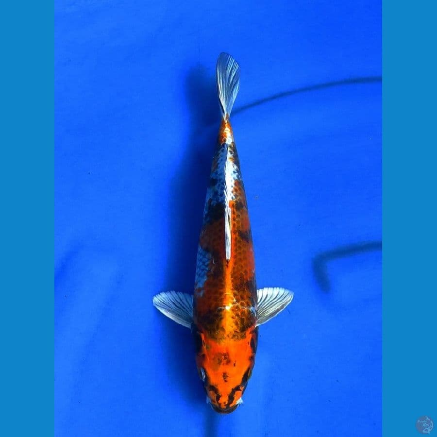 kin showa 27cm sq