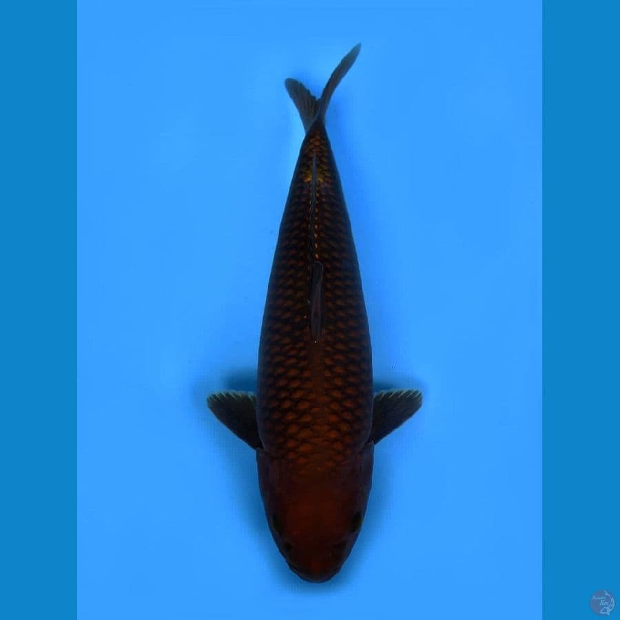 chagoi tembaga 38 cm super bulky