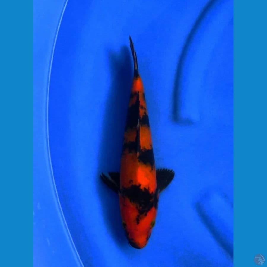 hi utsuri sq 27cm