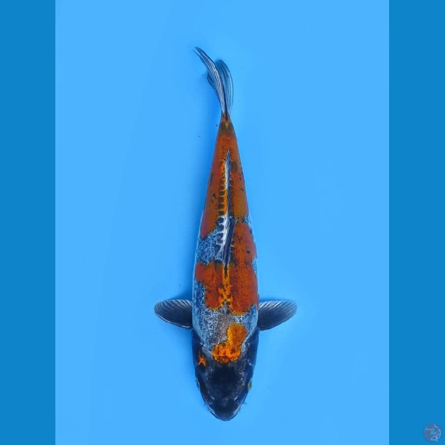 Benikiko