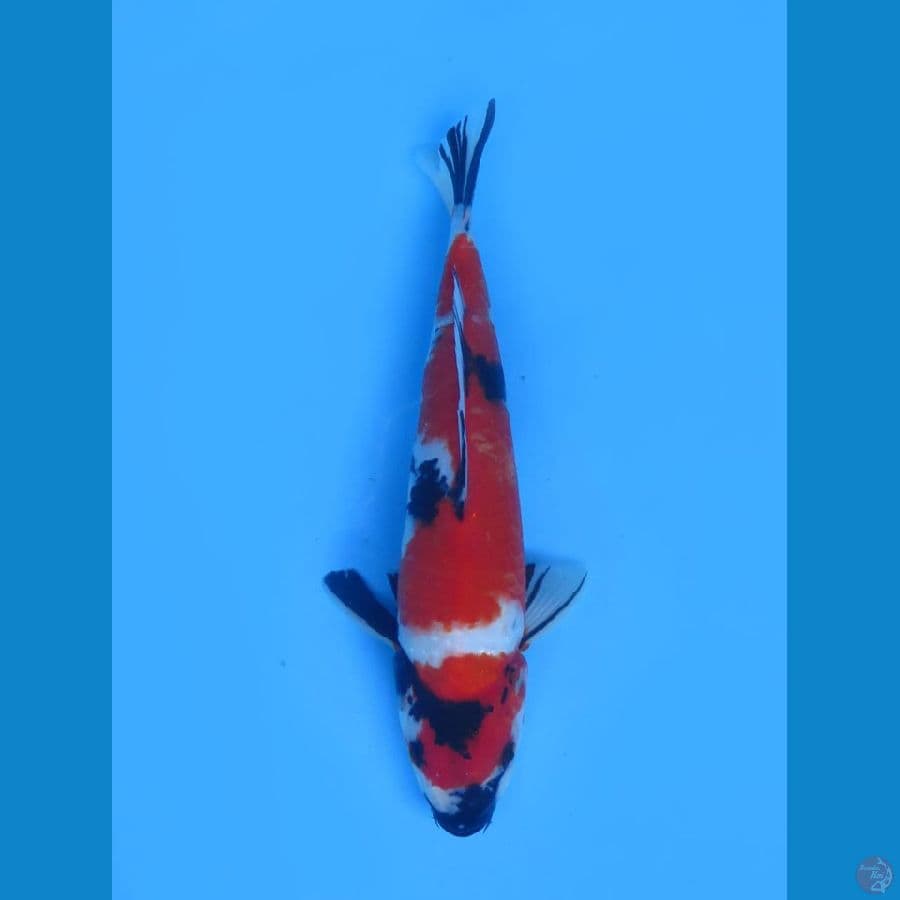 Red Showa