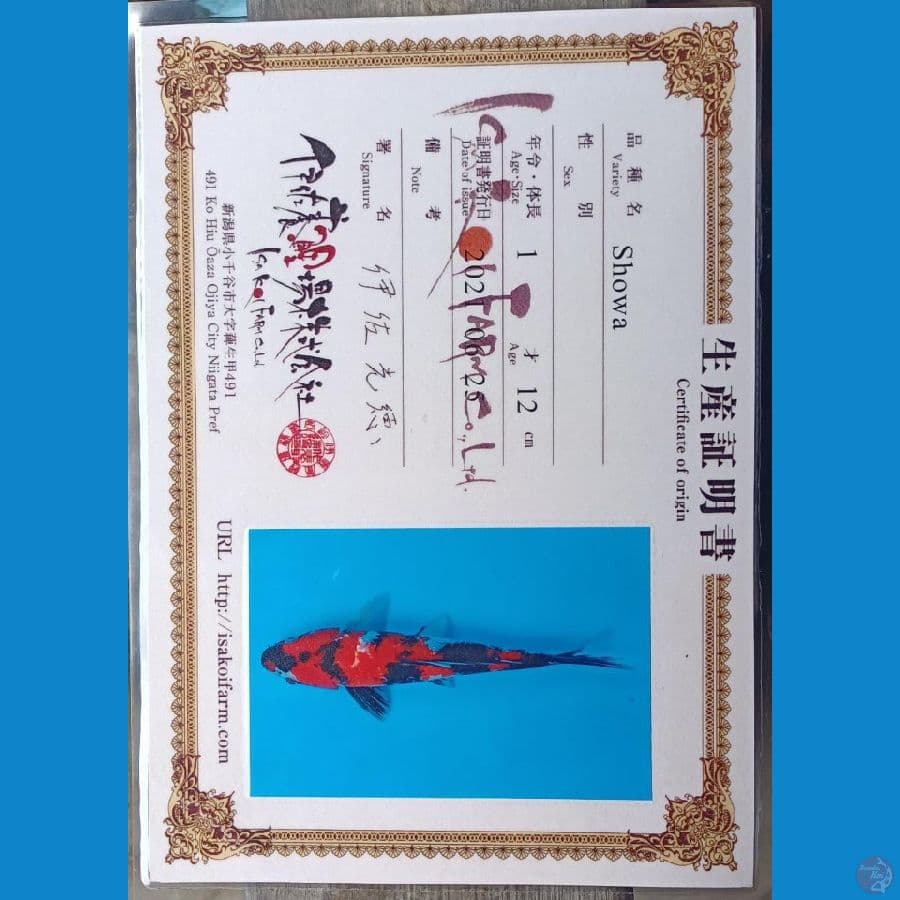 Showa Serti Isa Farm 28cm