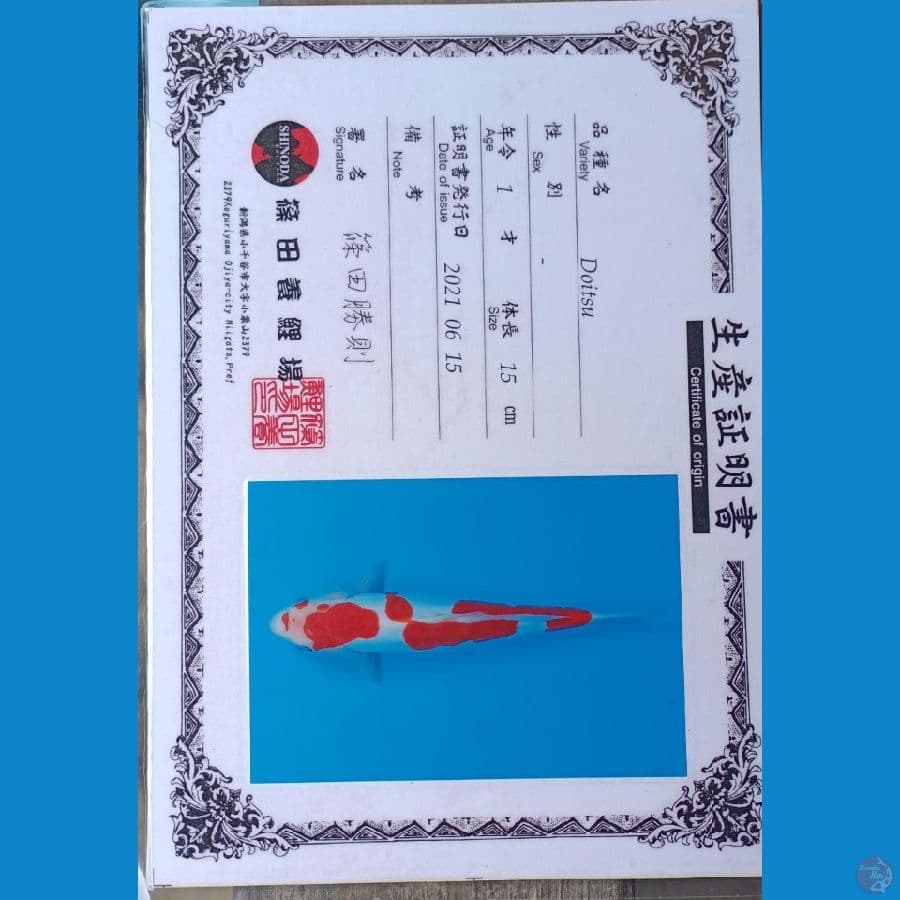 Kohaku Doitsu Serti Sinoda 37cm