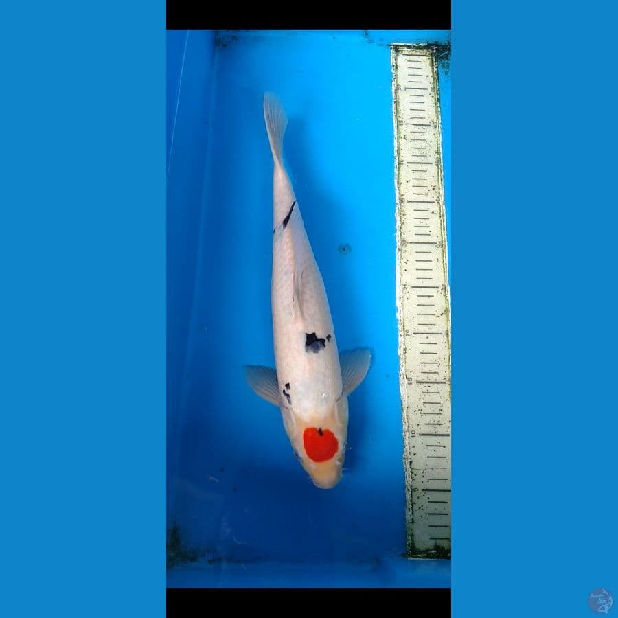 tanco sanke tategoi.... 39cm.../M