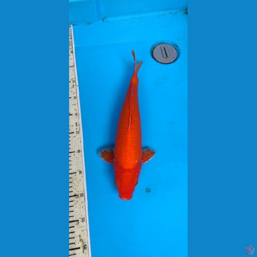 benigoi plussss.... 38cm