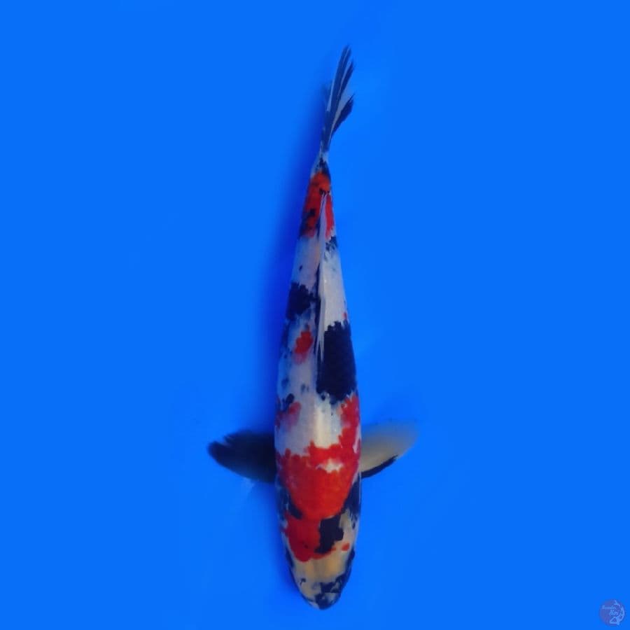 Showa. Sansoku 27.Cm