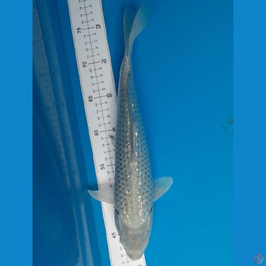 soragoi ginrin 35cm