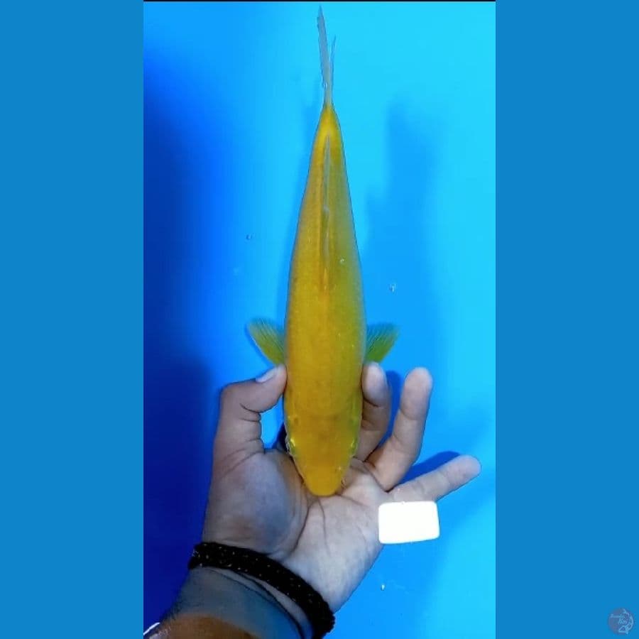 Karasi 30 cm/ male