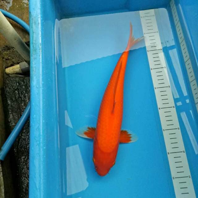 Widodo_Manchunian (Aka hajiro 36 cm)
