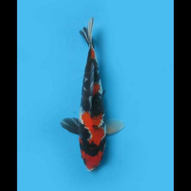 30cm - Showa Sanshoku