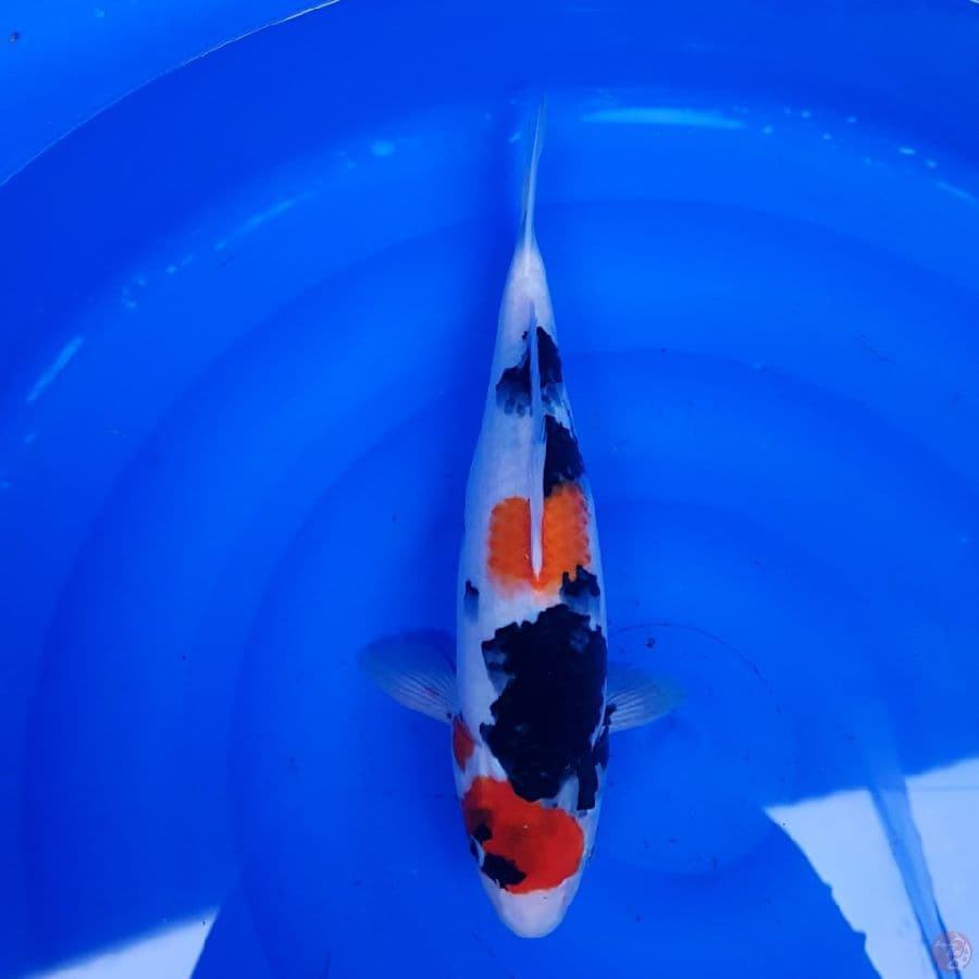SHOWA BULKI ORI MARUTEN 37 cm