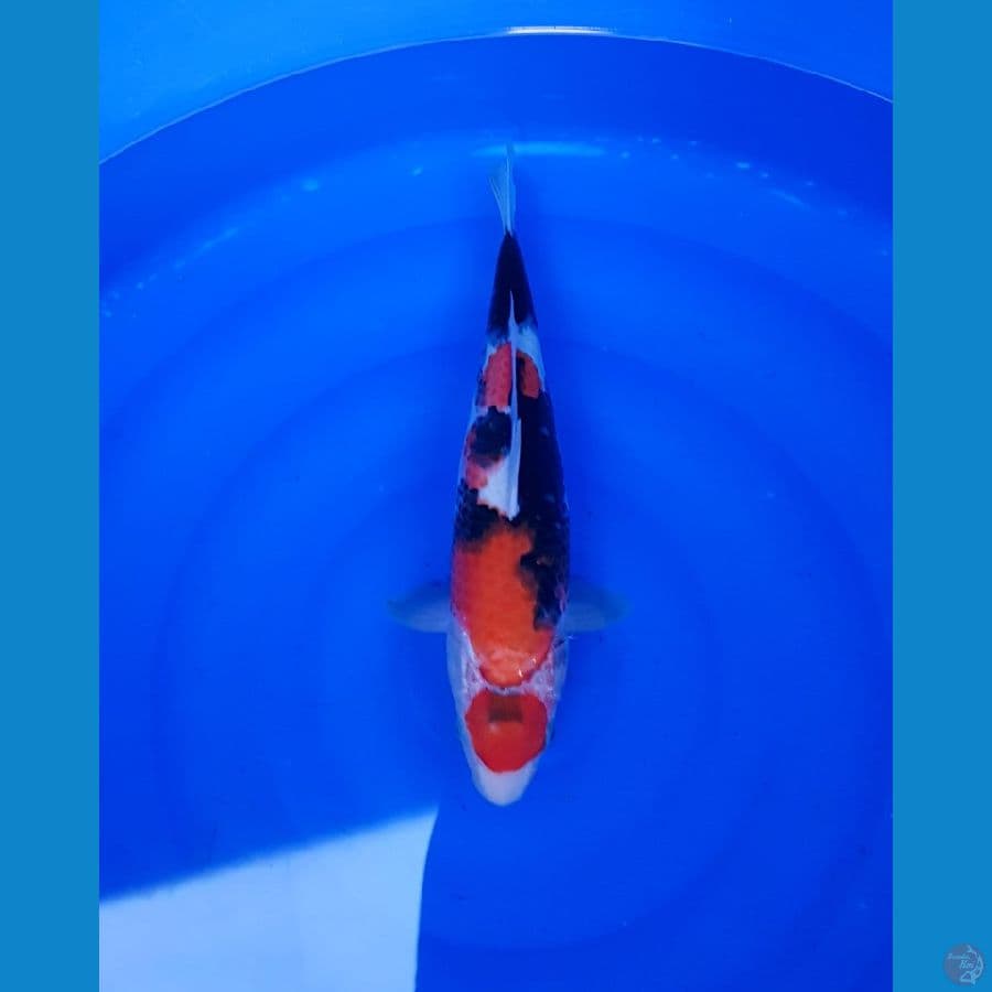 MARUTEN SHOWA 37 CM