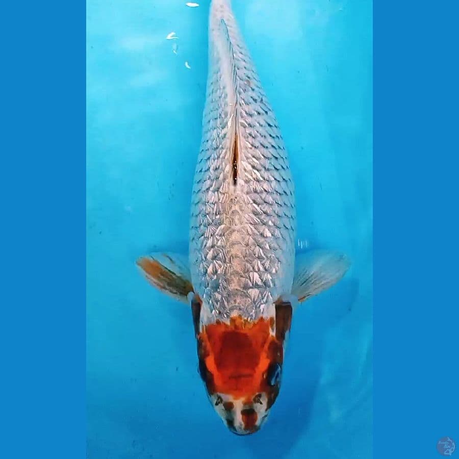 jumbo antik tanco kogane ginrin f 45 cm