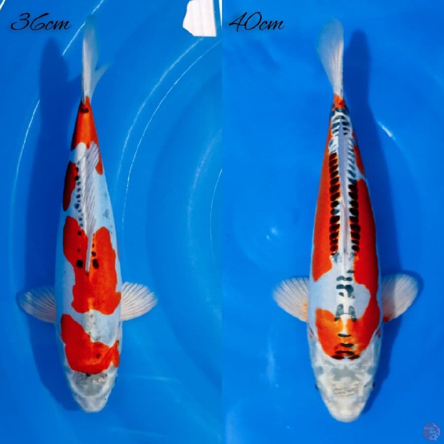 kujaku doitsu 36_40cm