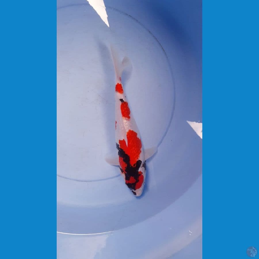 Showa Ginrin 26cm