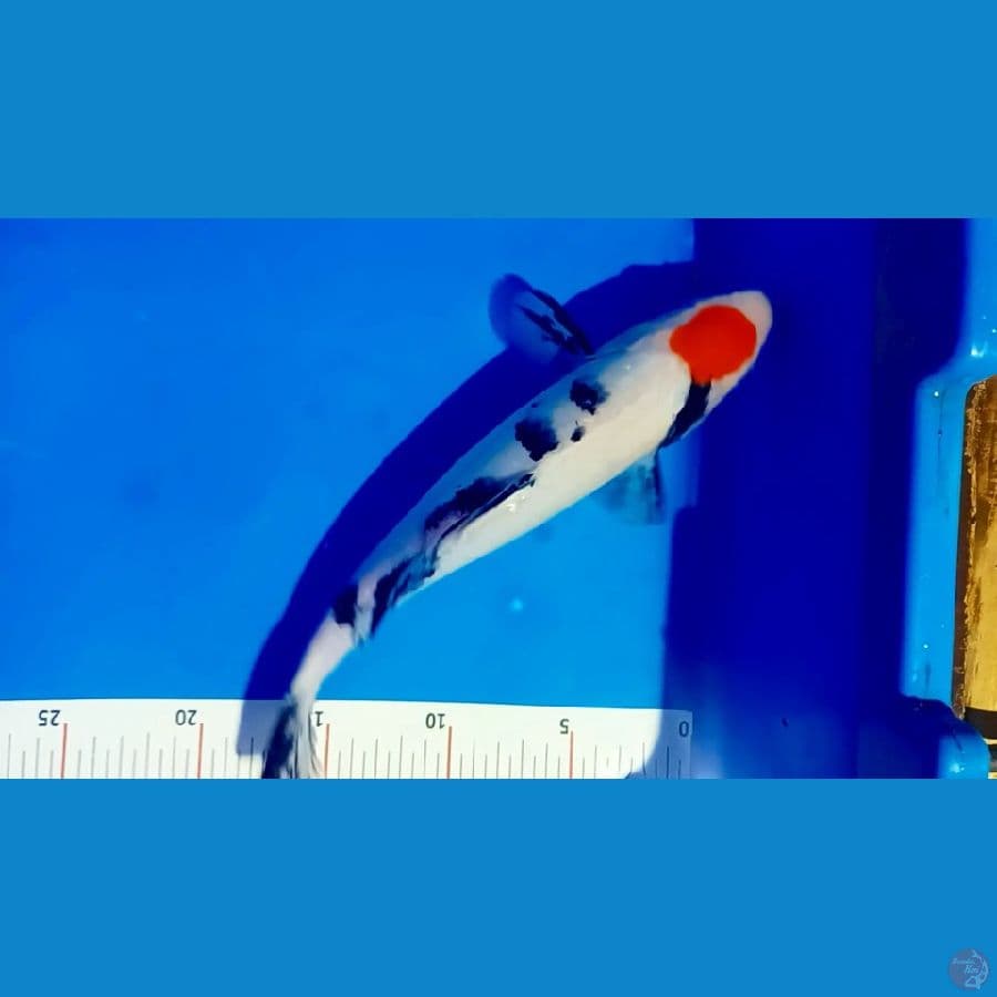 tc showa 26 cm.ori male