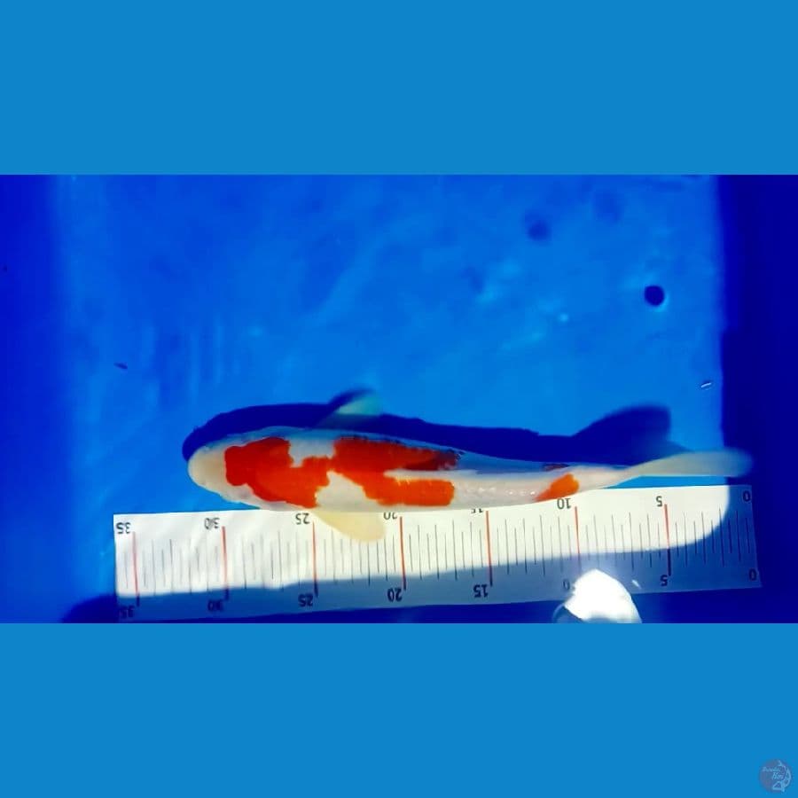 kohaku 28 cm