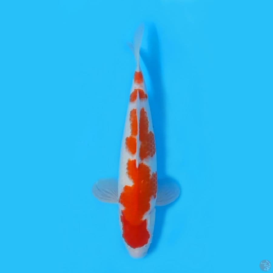 KOHAKU HQ 35CM - FEEMALE