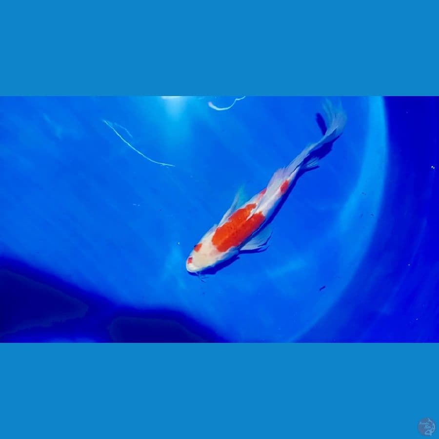 KOHAKU SELAYER 35 CM.