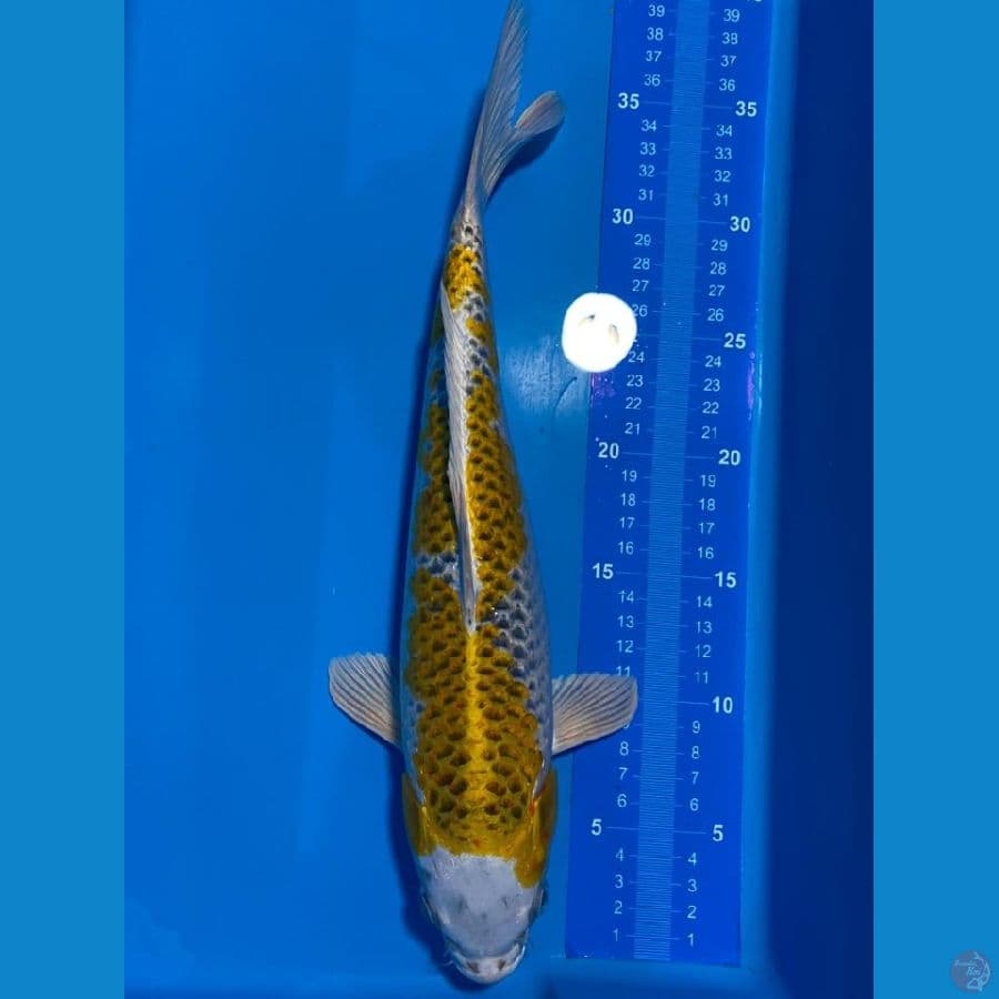 KUJAKU KIRIN 35