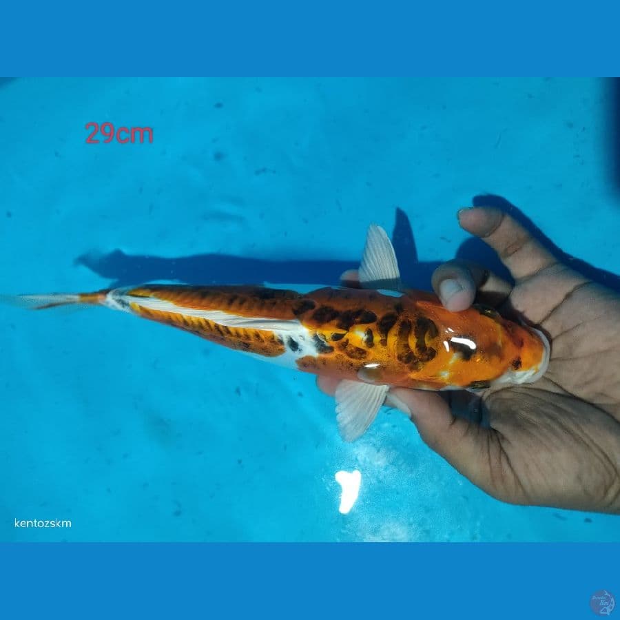 kiko 29cm