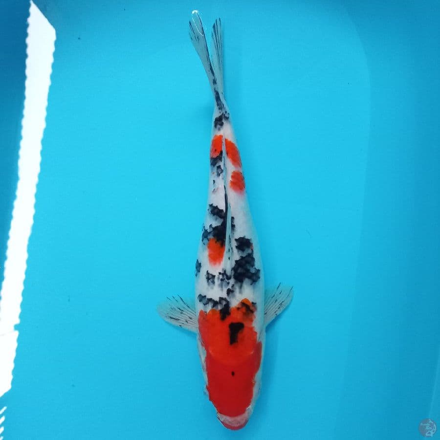 *SANKE//FM/38 CM*