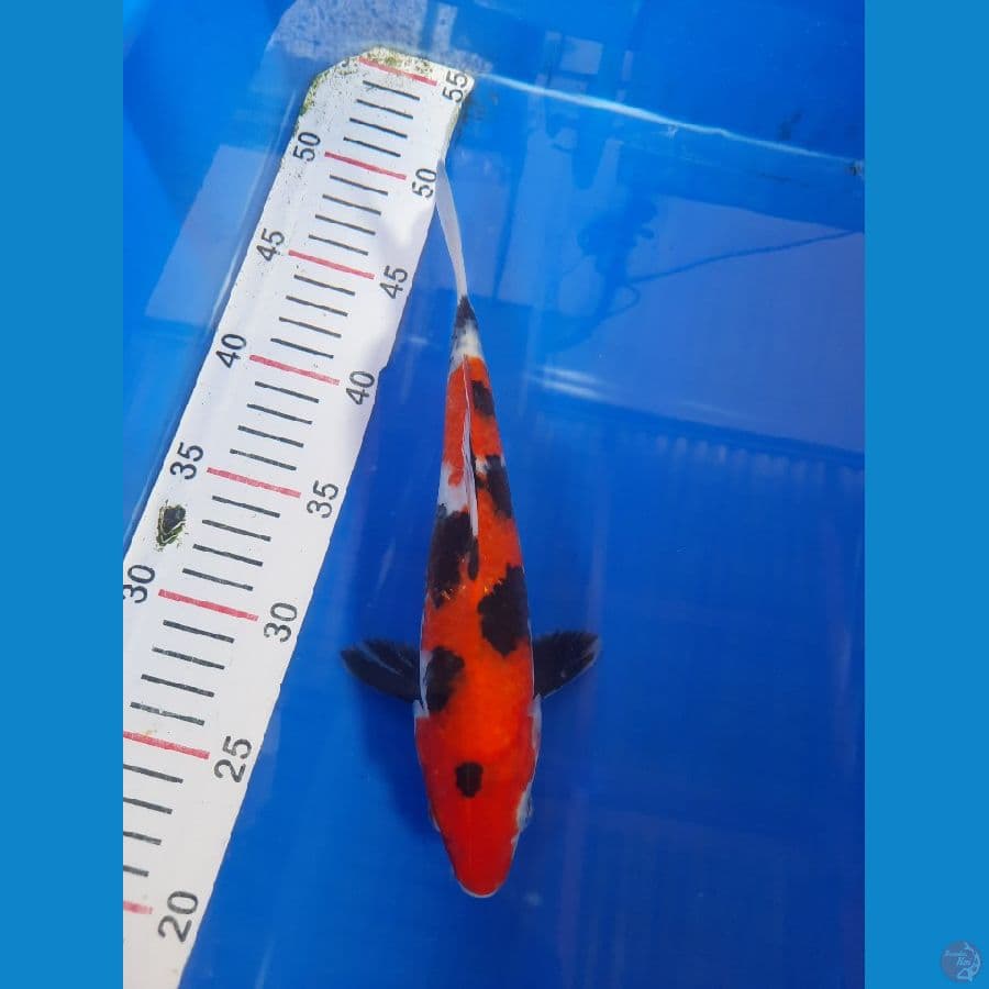 Showa 28 cm