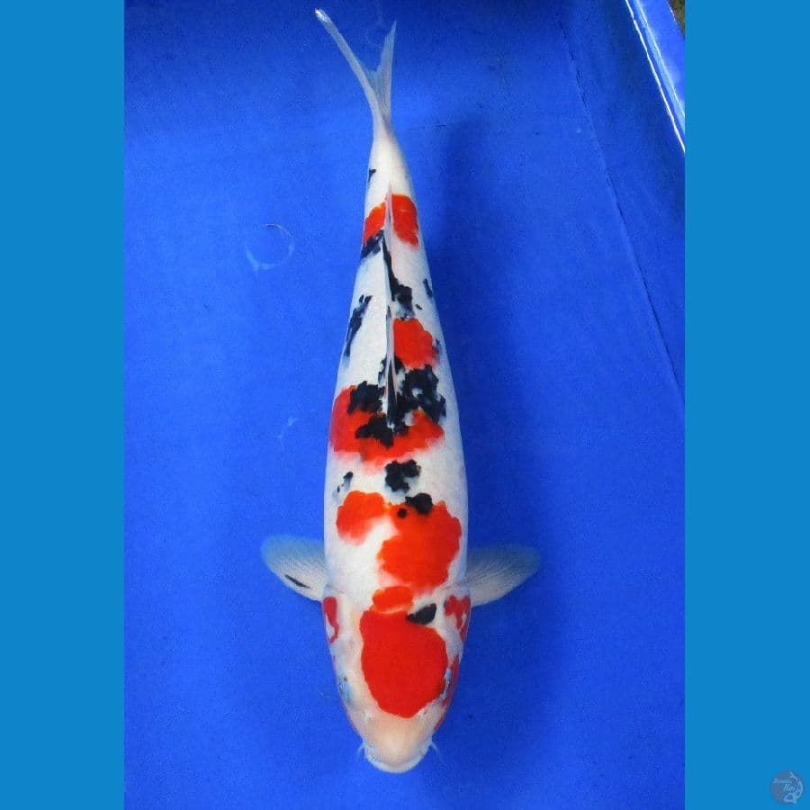 sanke ±38cm