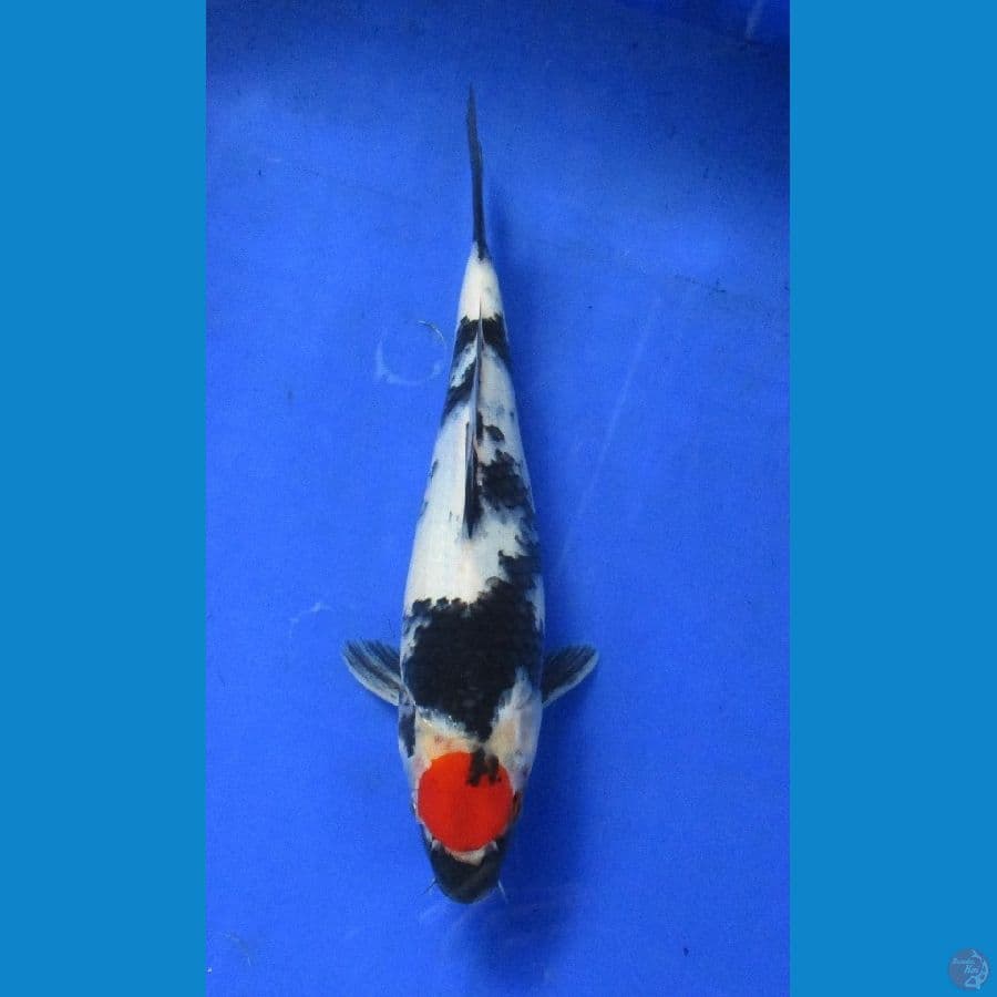 tancho showa ±29cm