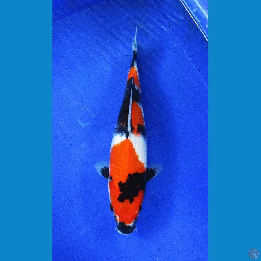 showa ±30cm