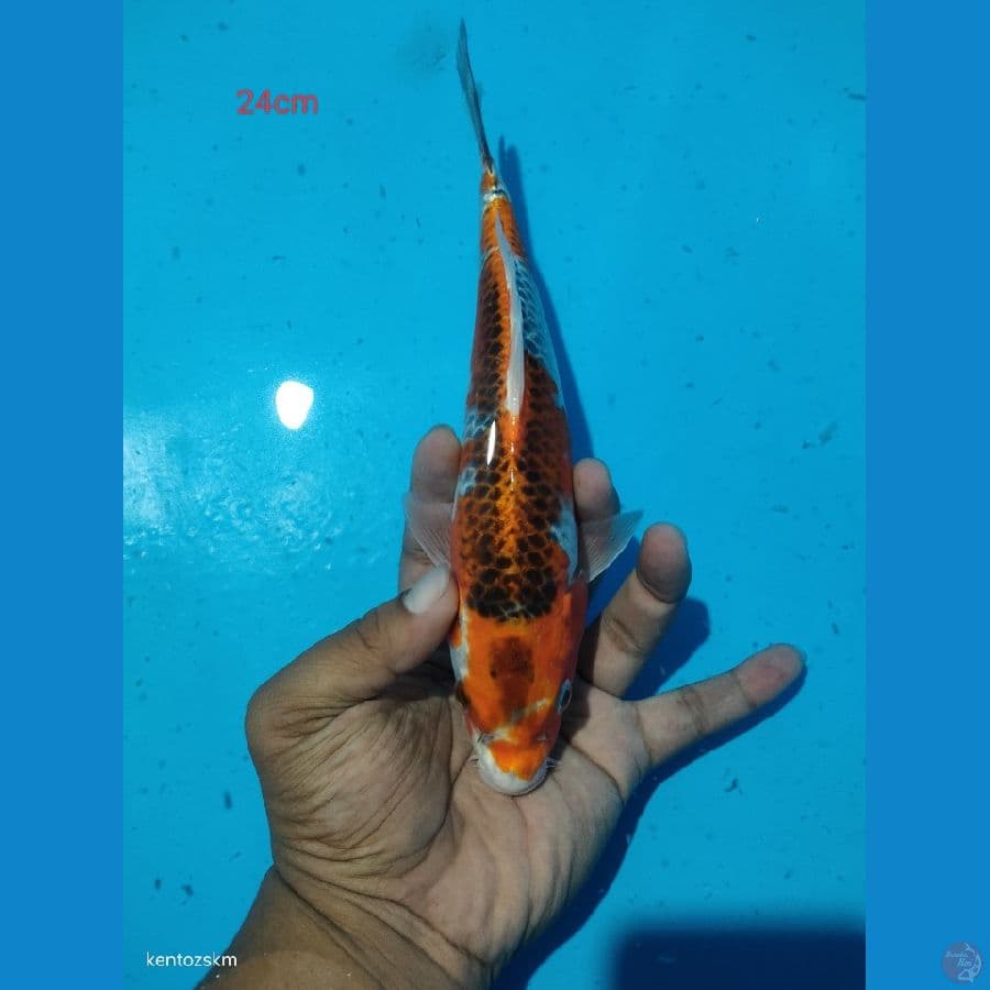 kujaku 24cm